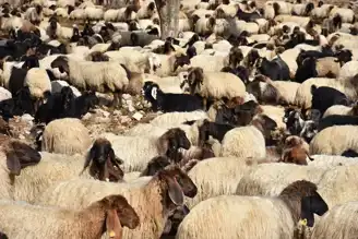 Göçerler Kışlaklara Yol Alıyor