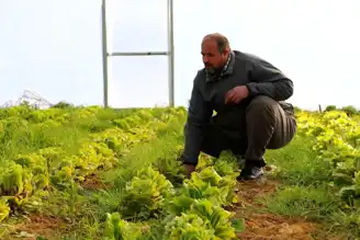 Derecik'te Sera Sayısı 5 Yılda 118'e Ulaştı!