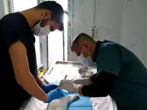 Hakkari'de Enfeksiyonlu Kediye Acil Müdahale