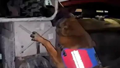 Hakkari'de 175 KG Esrar Ele Geçirildi!
