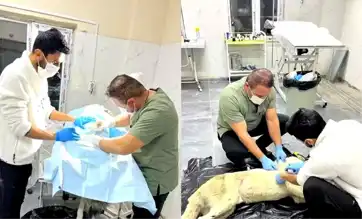 Hakkari'de Yaralı Sokak Köpeği Ameliyat Edildi