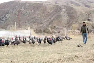 Yılbaşı Hindisi Satışı Başladı!