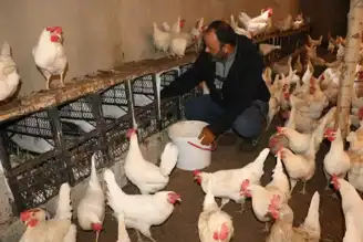 Hobi Tavukçuluk Bin Tavukluk Çiftliğe Dönüştü