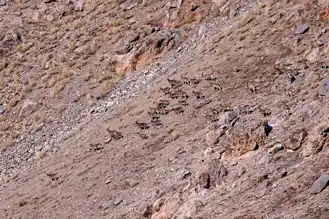 Van ve Hakkari'de Yaban Keçisi Popülasyonu Artıyor