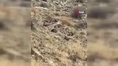 Doğu Anadolu'da Nadir Görüntü: Akbaba Sürüsü