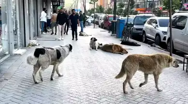 Yüksekova'da Köpek Saldırısı: 12 Yaşındaki Eslem Hayatını Kaybetti