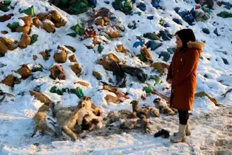 Yüksekova'da 20 Köpek Ölü Bulundu: Hayvanseverlerden Tepki