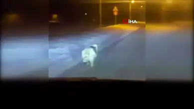 Yüksekova'da Şehir Merkezine İnen Kurt