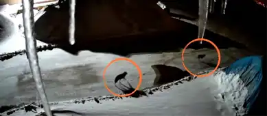 Yüksekova Maden Tesisi'ne Kurtlar Girdi!
