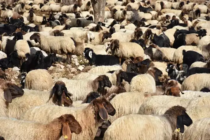 Göçerler Kışlaklara Yol Alıyor