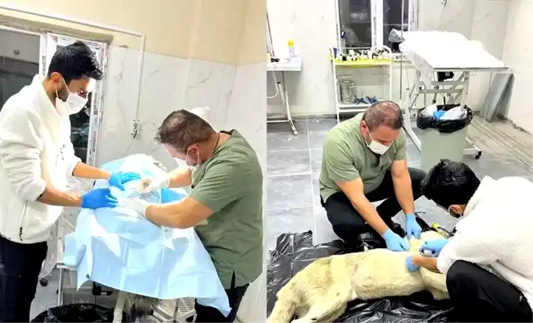 Hakkari'de Yaralı Sokak Köpeği Ameliyat Edildi