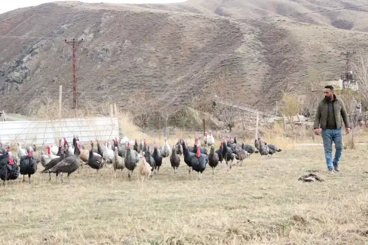 Yılbaşı Hindisi Satışı Başladı!