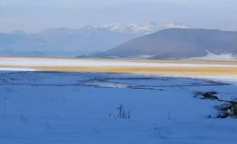Nehil Sazlığı'nda Kışın Kuşlar Konuk