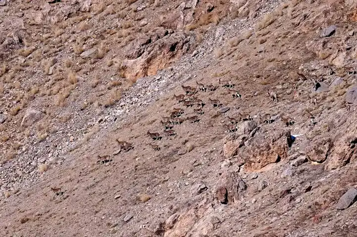Van ve Hakkari'de Yaban Keçisi Popülasyonu Artıyor