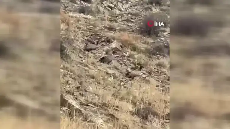Doğu Anadolu'da Nadir Görüntü: Akbaba Sürüsü