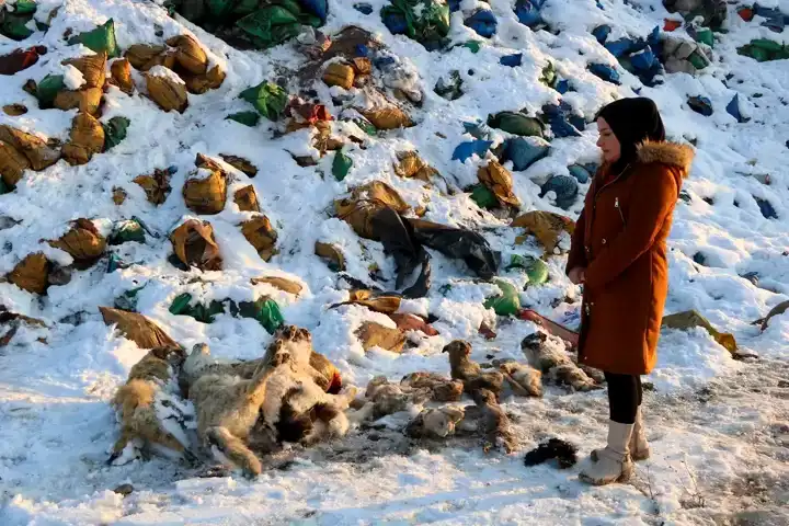 Yüksekova'da 20 Köpek Ölü Bulundu: Hayvanseverlerden Tepki